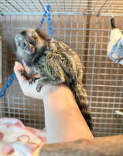 Paired Marmoset Monkeys With Walk-In Cage