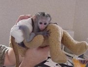 cute monkeys for adoption