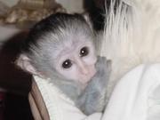 Cute Baby Spider Monkey