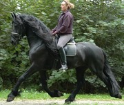 we have good home trained black horse for sale cheap